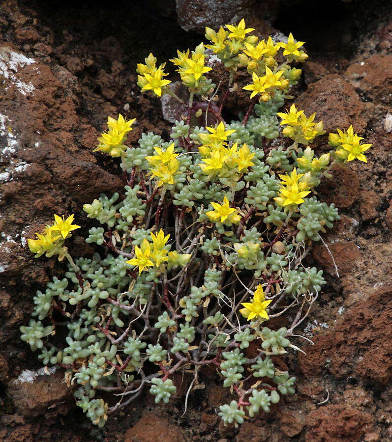 Image of Sedum nudum Ait.