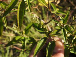 Image of Bonpland's croton