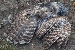 Image of Ural Owl