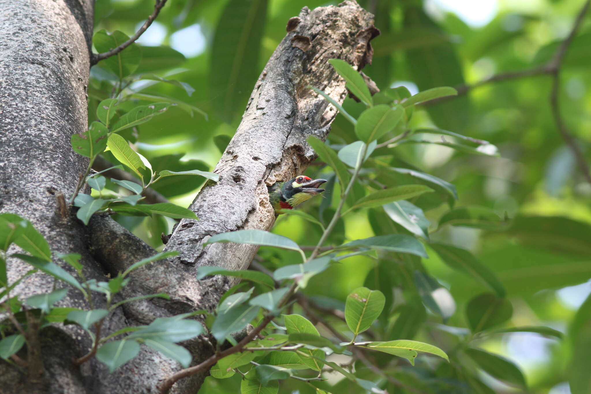 Psilopogon haemacephalus indicus (Latham 1790) resmi