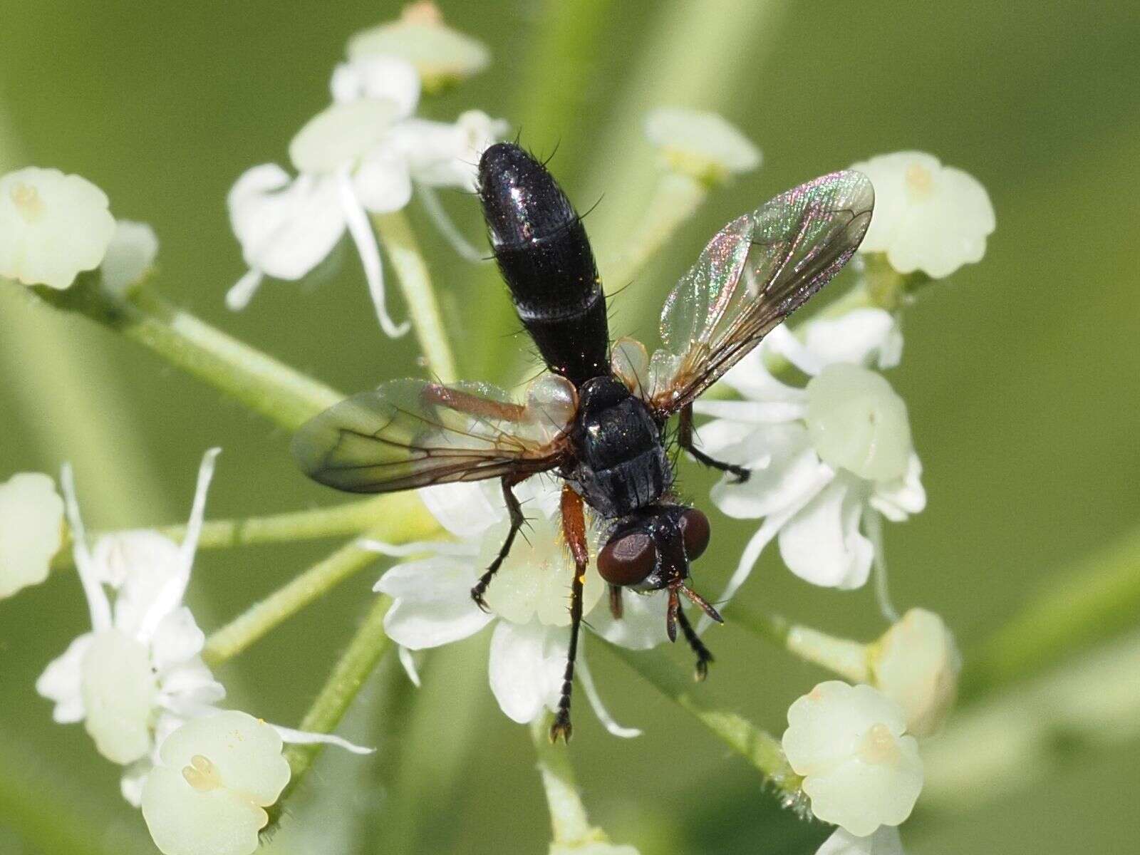 Image of Cylindromyia rufipes (Meigen 1824)