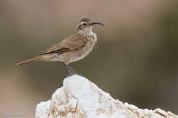 Image of Scale-throated Earthcreeper