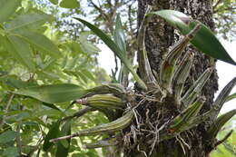 Image of Laelia autumnalis (Lex.) Lindl.