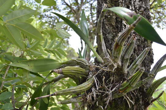 Image de Laelia autumnalis (Lex.) Lindl.