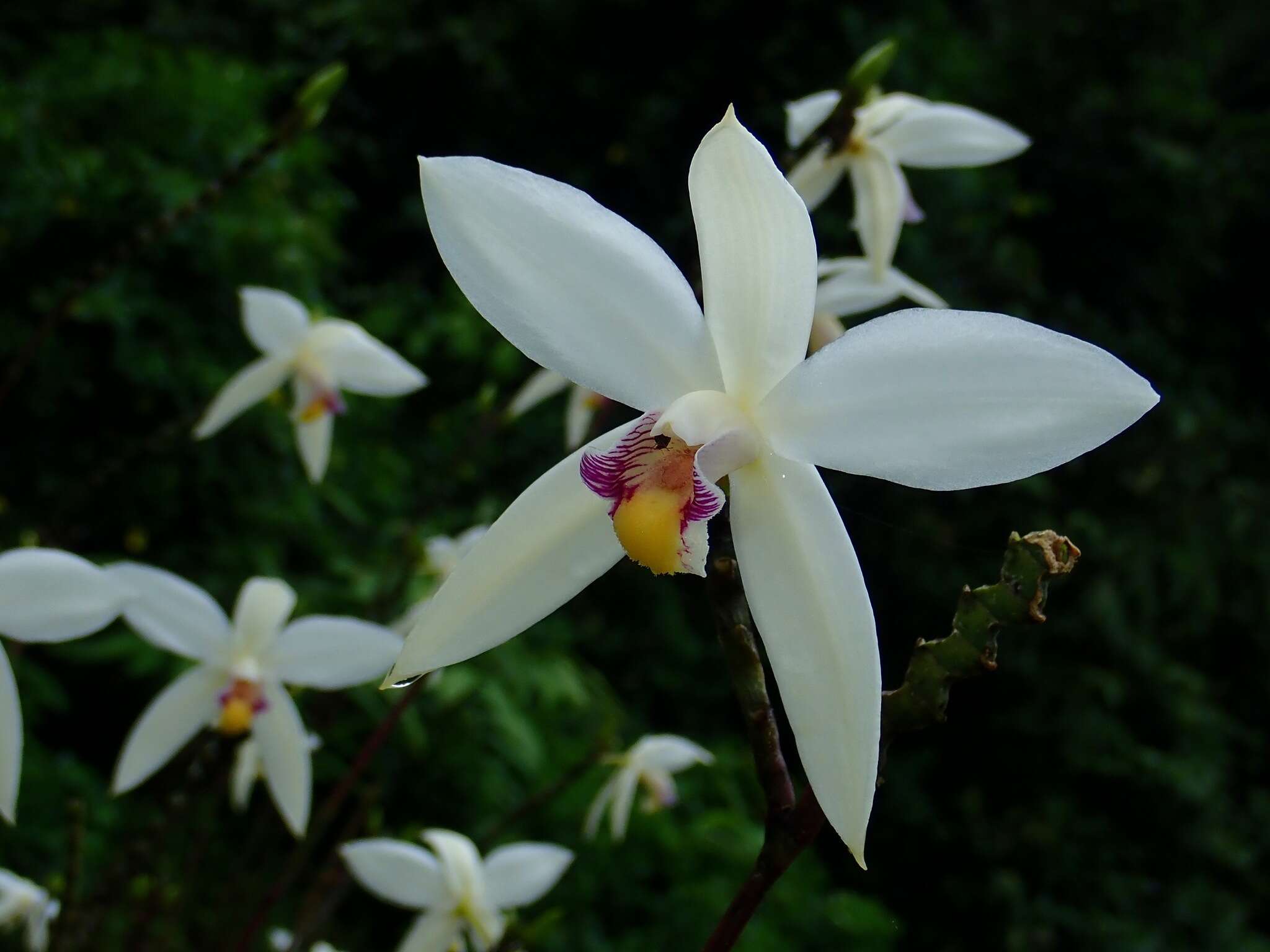 Image of Bromheadia finlaysoniana (Lindl.) Miq.