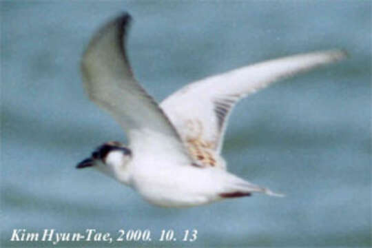 Image of Whiskered Tern