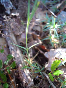 Image of Dianthus scaber Chaix