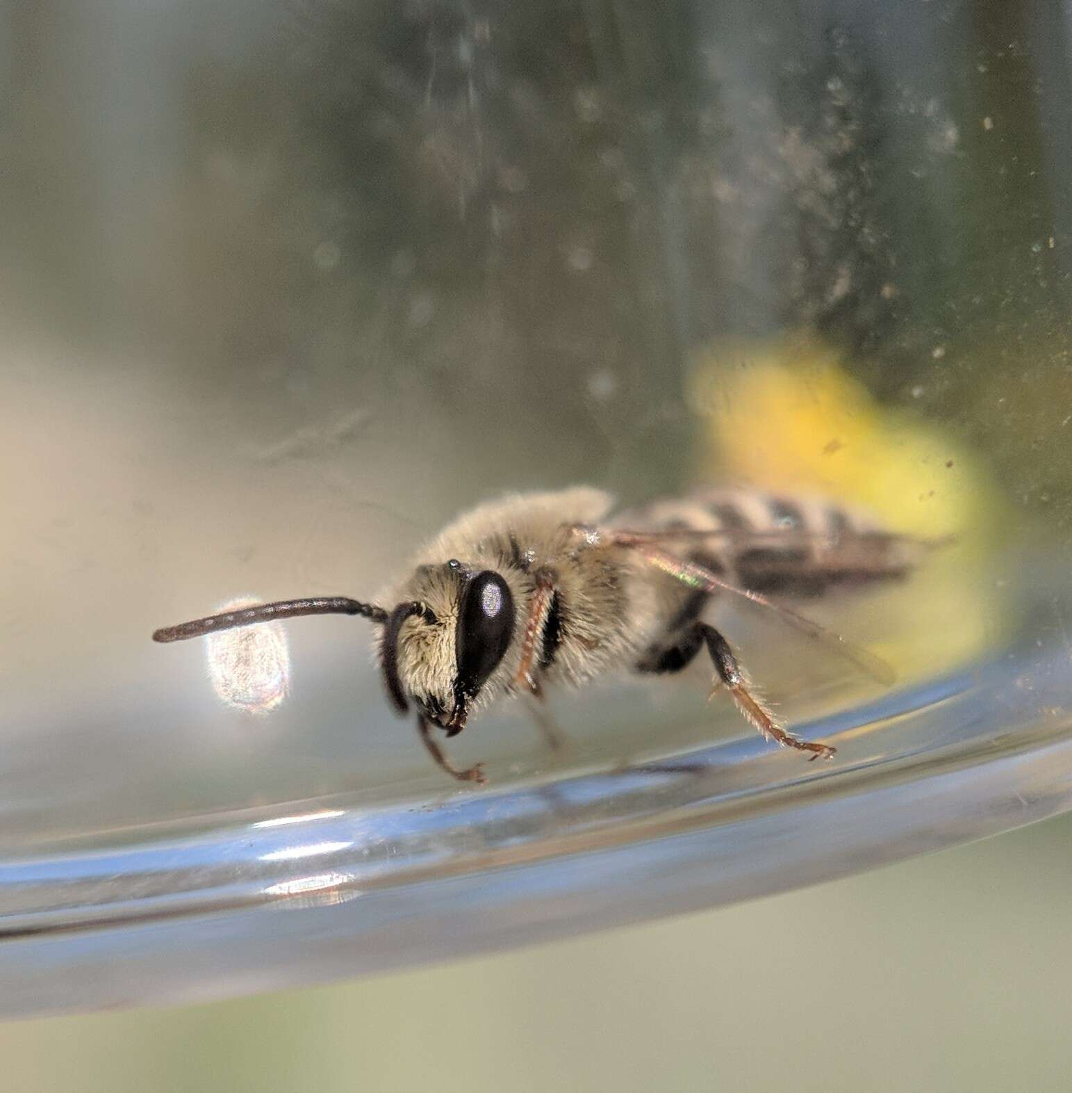 Image of Colletes solidaginis Swenk 1906