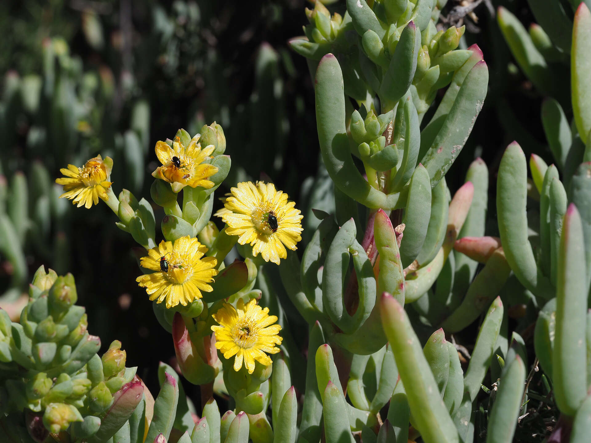 Imagem de Scopelogena verruculata (L.) L. Bol.