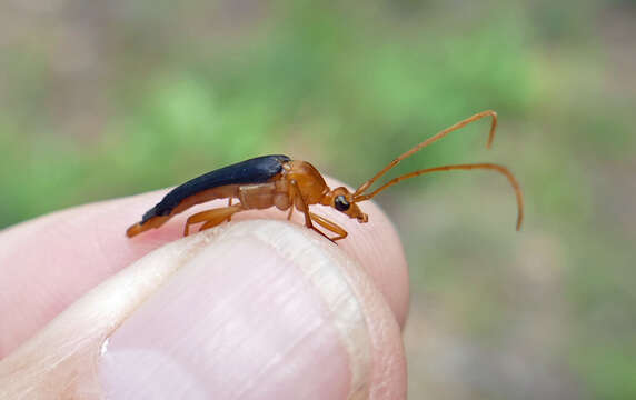 Image of Strangalia bicolor (Swederus 1787)