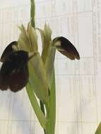 Image de Iris tuberosa L.