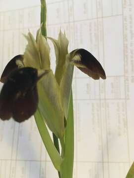 Image of Iris tuberosa L.