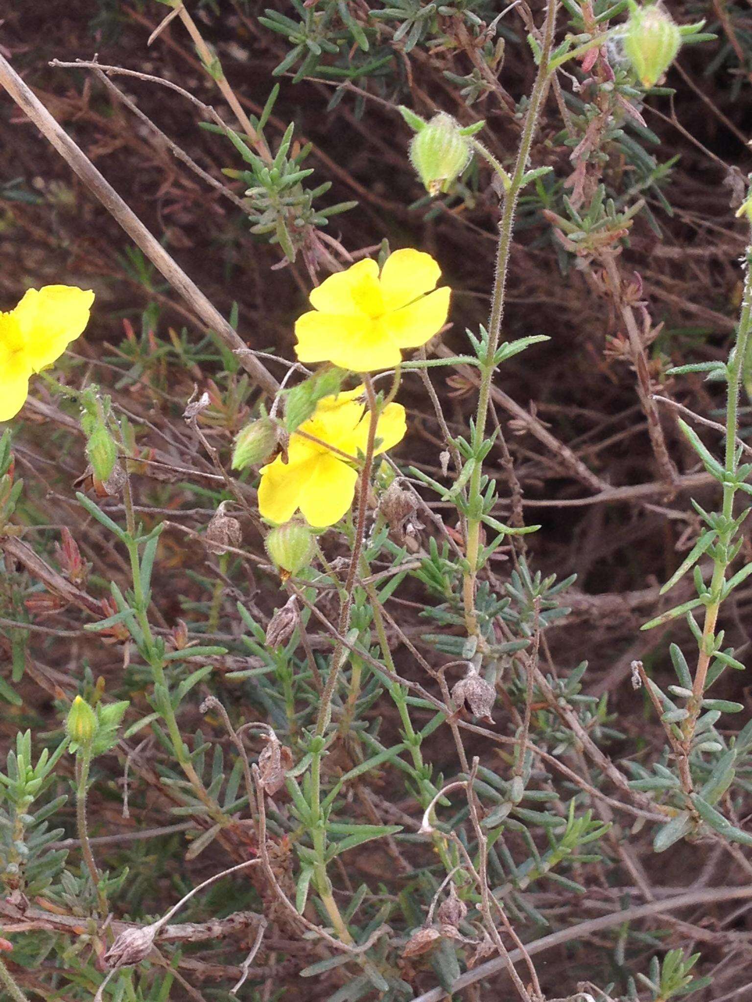 Image of thyme-leaved fumana