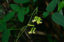 Image of Dumasia truncata Siebold & Zucc.