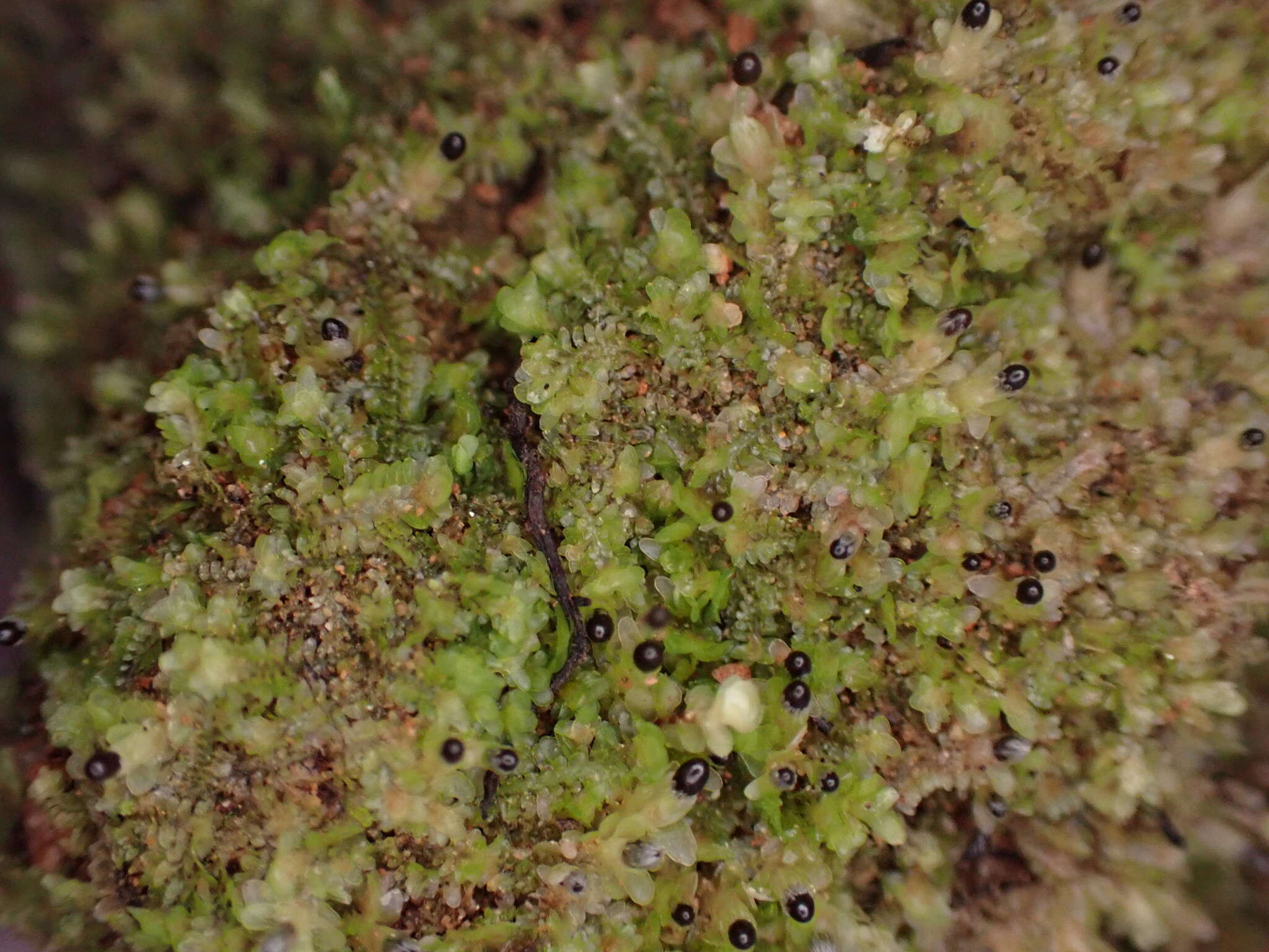 Image of Diplophyllum obtusifolium (Hook.) Dumort.