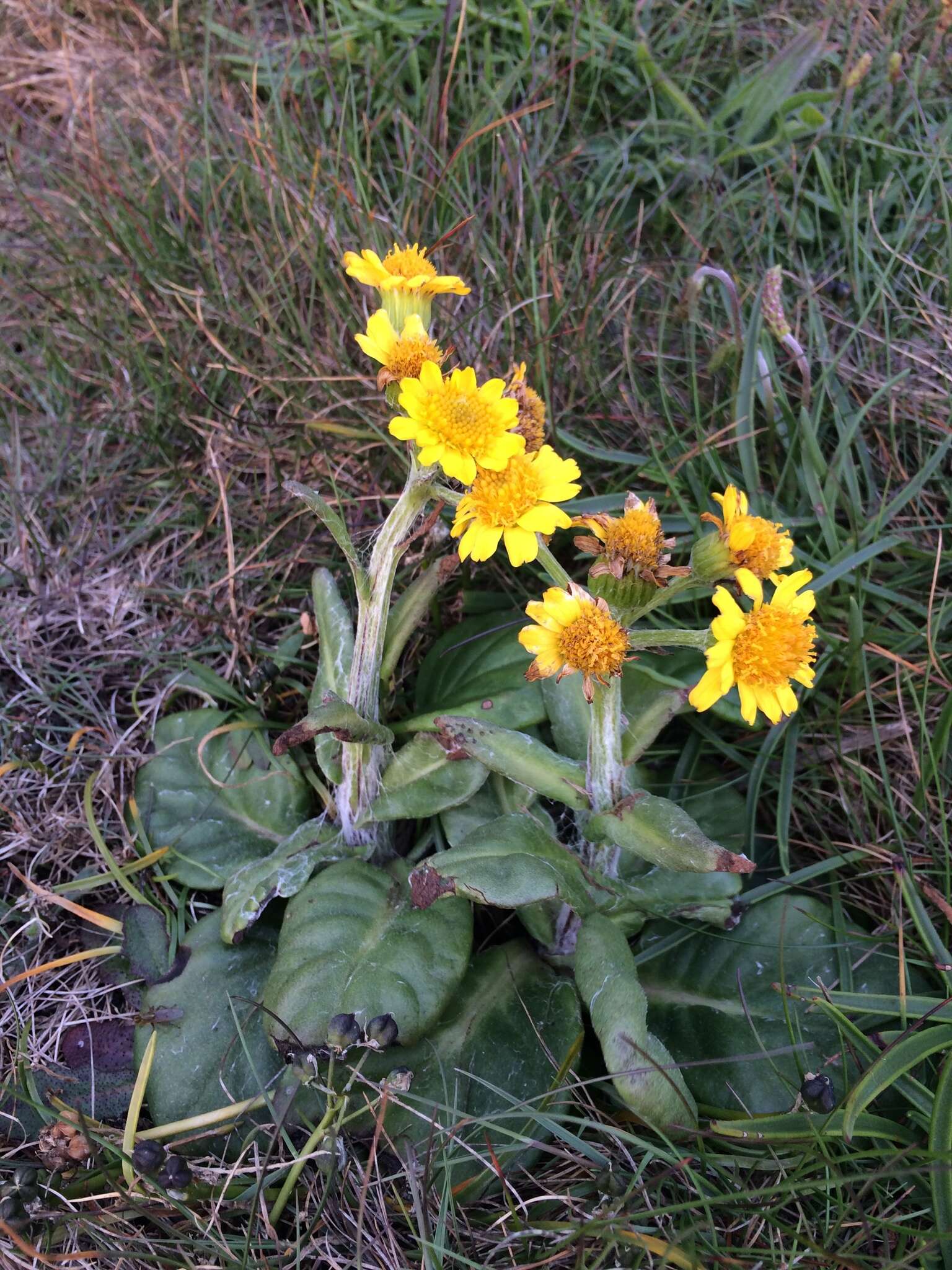 Imagem de Tephroseris integrifolia subsp. maritima (Syme) B. Nord.