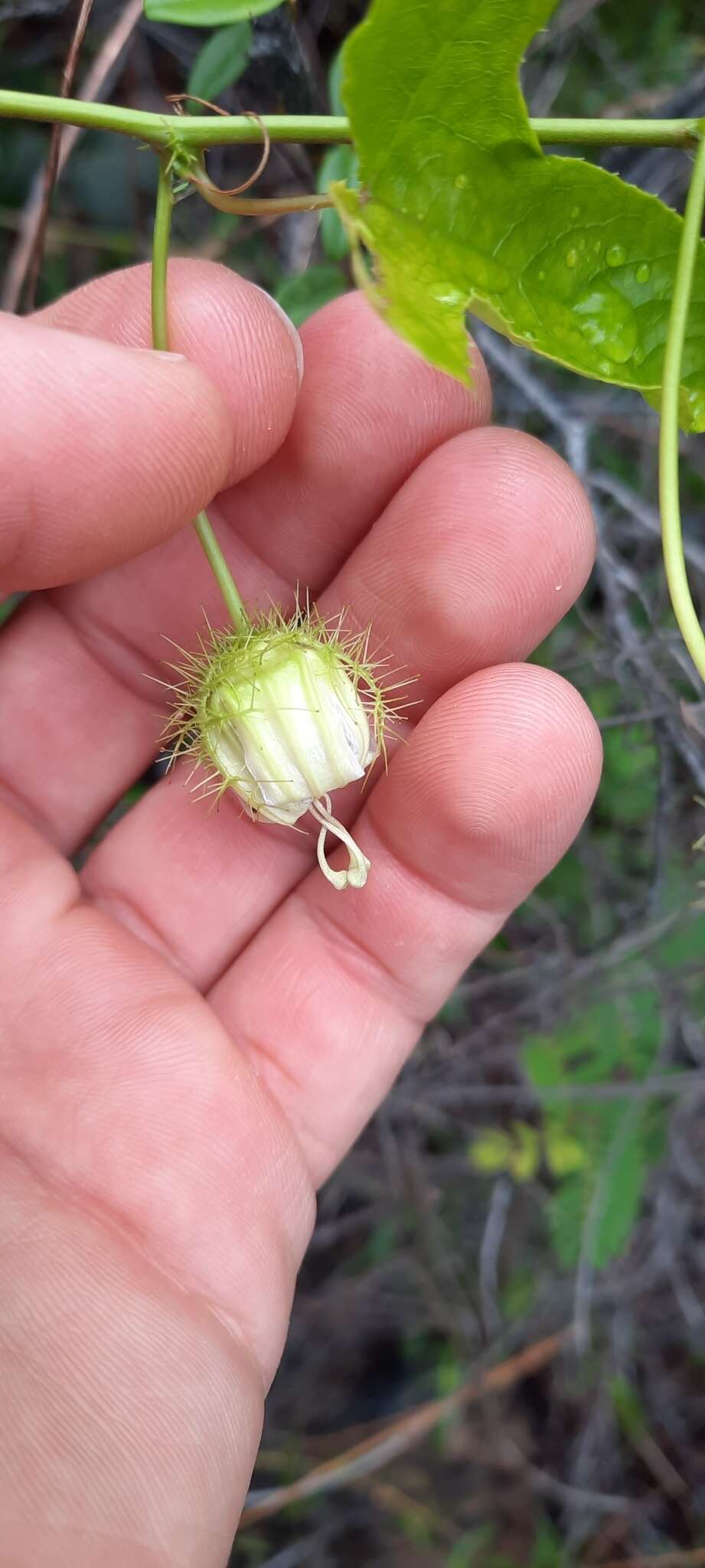 Image of Passiflora bahamensis Britton