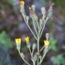 Image de Pilosella auriculoides (Láng) Arv.-Touv.