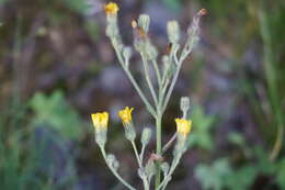 Image of Pilosella auriculoides (Láng) Arv.-Touv.