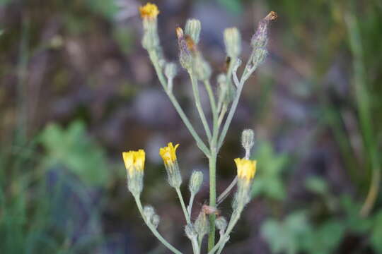 Plancia ëd Pilosella auriculoides (Láng) Arv.-Touv.