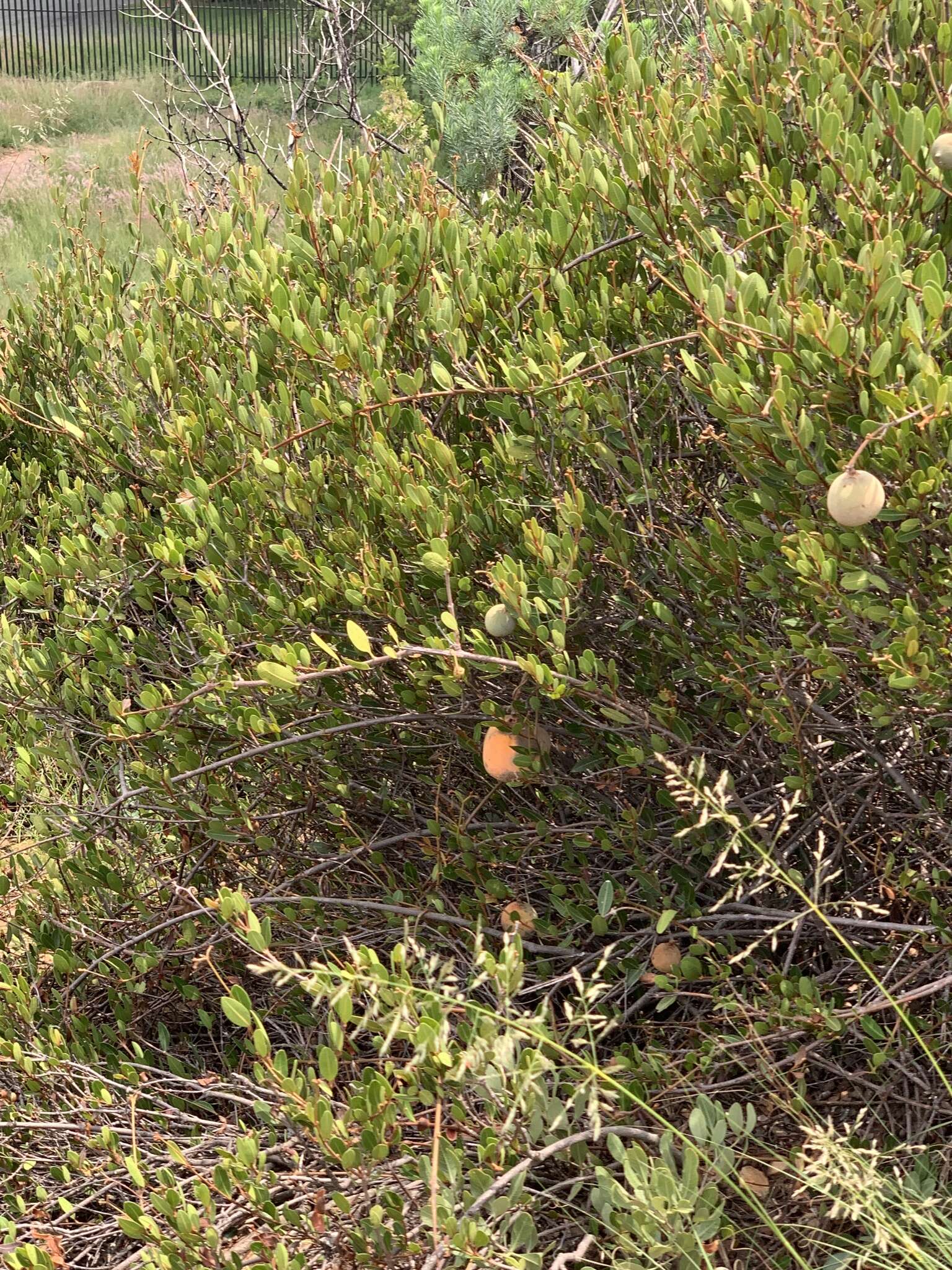 Image of Ancylobothrys capensis (Oliv.) Pichon