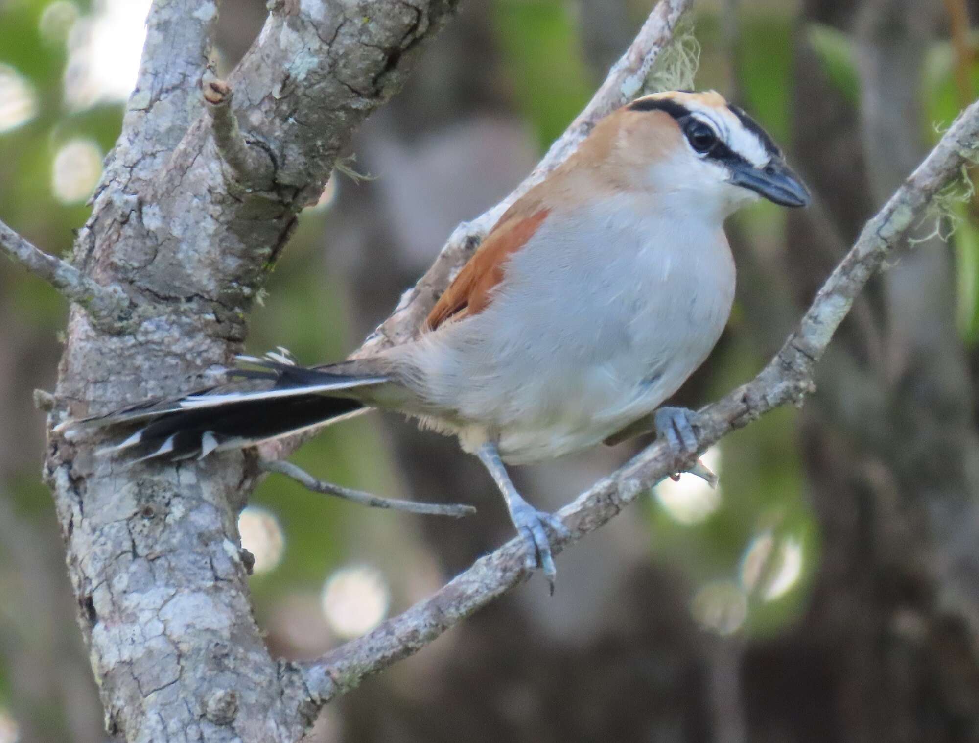 Слика од Tchagra senegalus orientalis (Cabanis 1869)