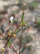 Image of Oldenlandia subulata Korth.