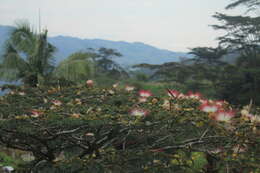 Image of Calliandra pittieri Standl.