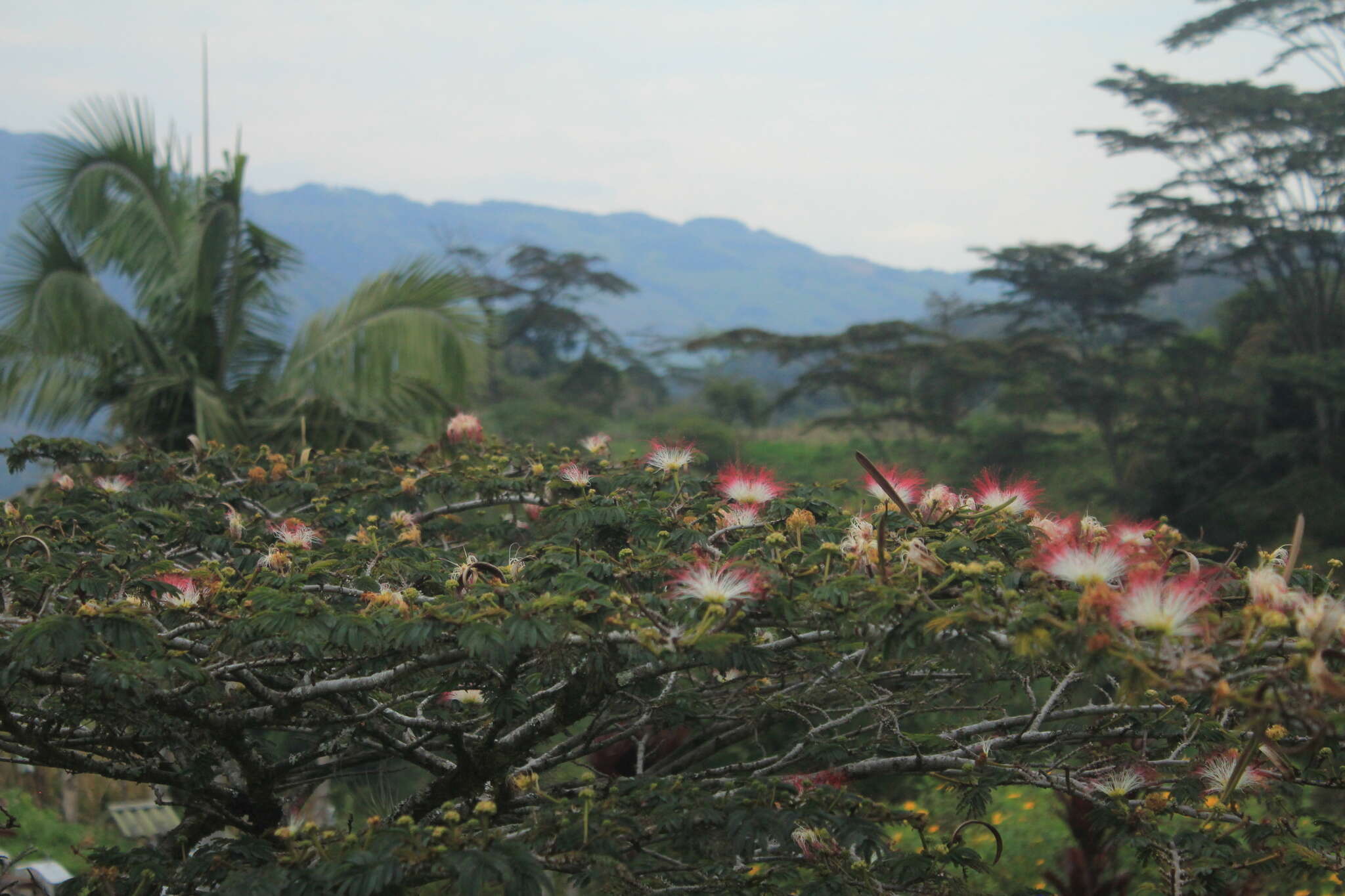 Image of Calliandra pittieri Standl.