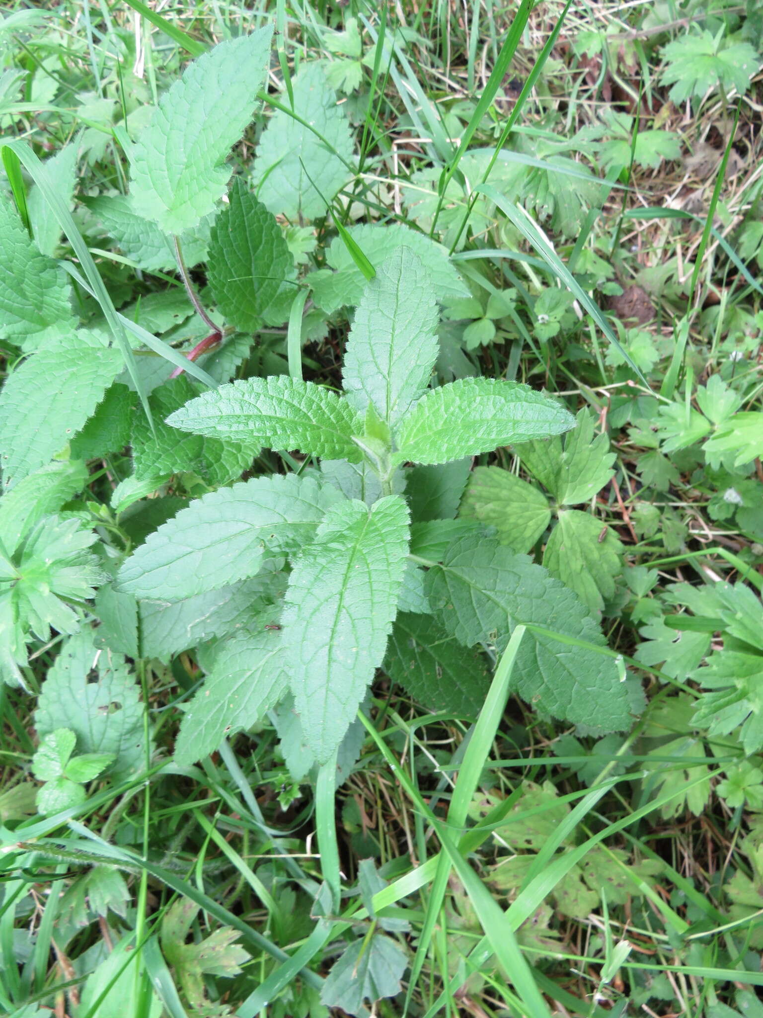 Image of Stachys ambigua Sm.