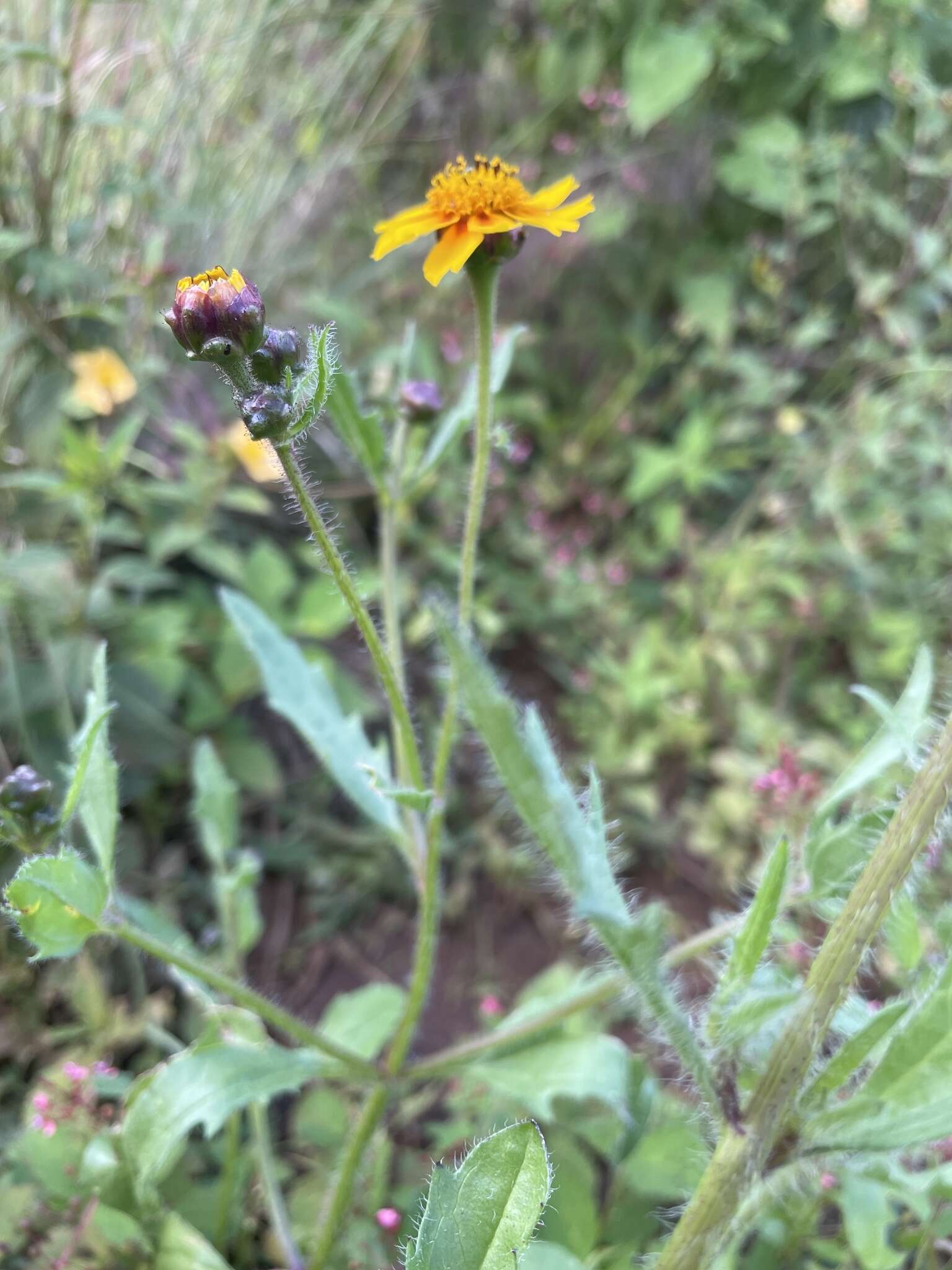 Image de Tridax trilobata (Cav.) Hemsl.