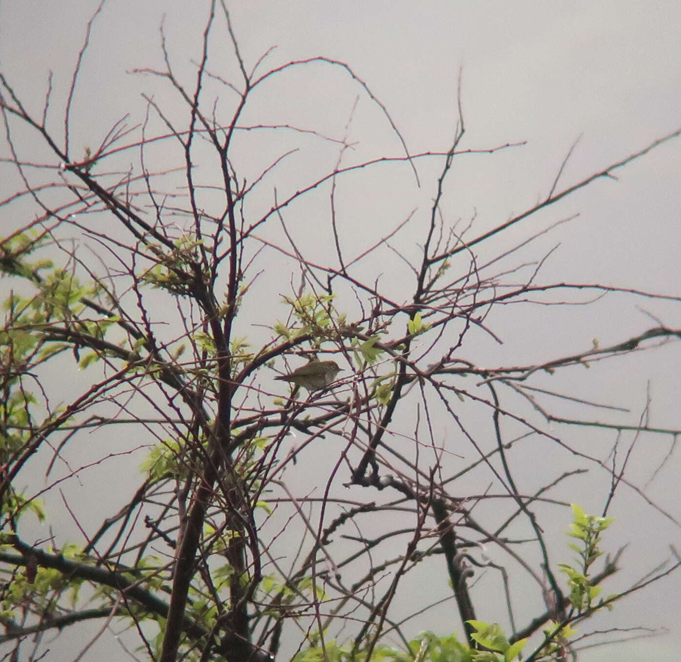 Image of Chestnut-flanked White-eye