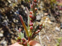 Image de Suaeda calceoliformis (Hooker) Moquin-Tandon