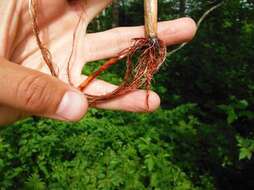 Image of Torrey's bulrush