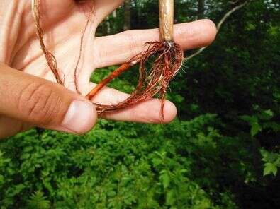 Image of Torrey's bulrush