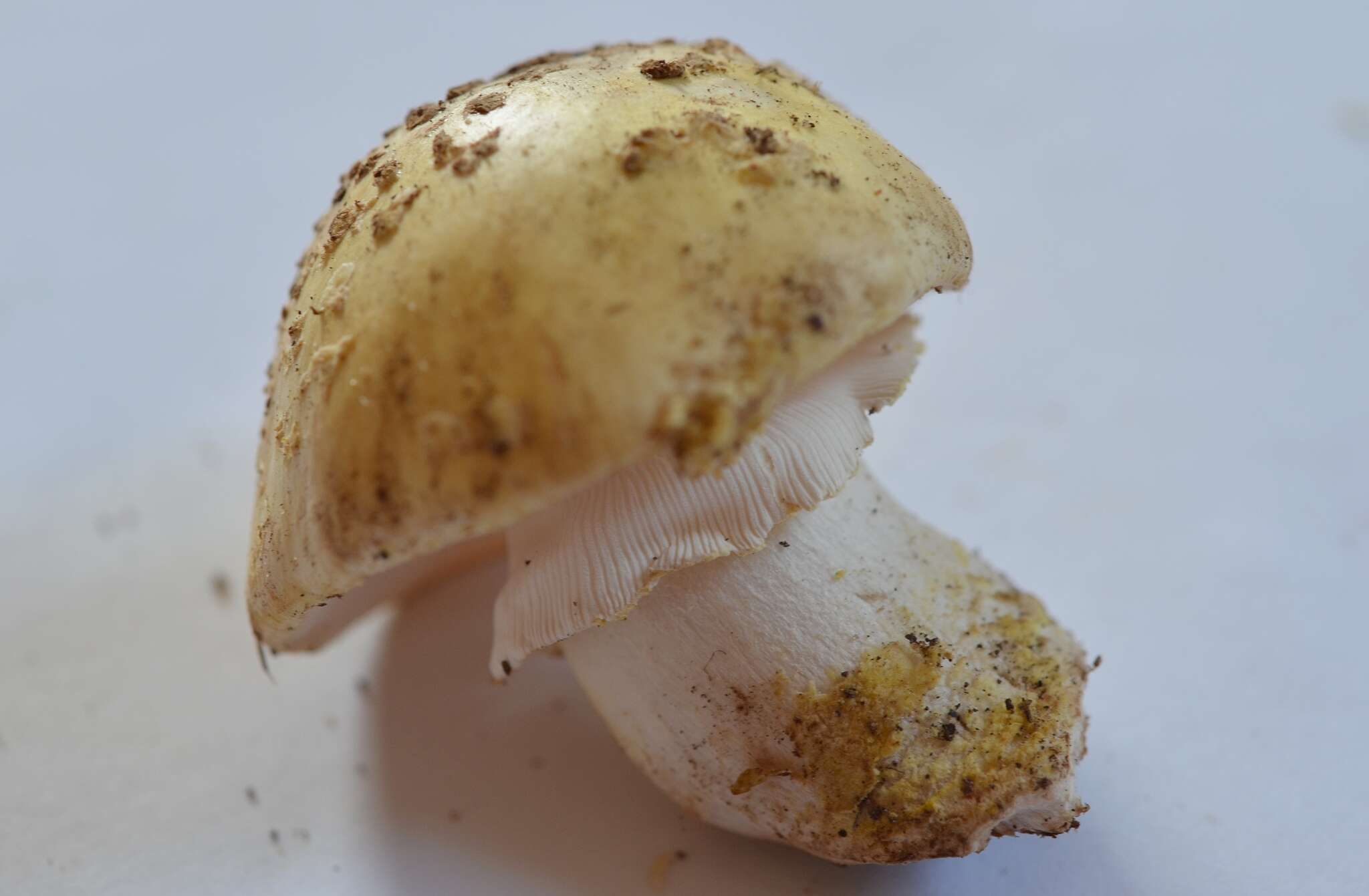 Image of Amanita franchetii (Boud.) Fayod 1889