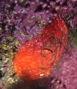 Image of armoured sea cucumber