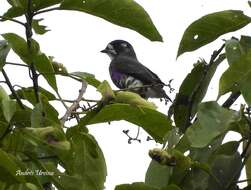 Image of White-browed Purpletuft