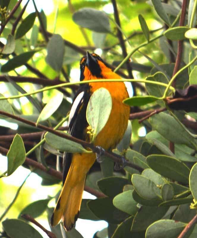 Image of Black-backed Oriole