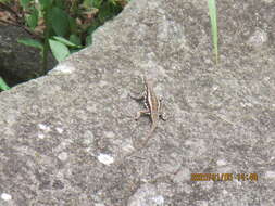 Image of Amazon Lava Lizard