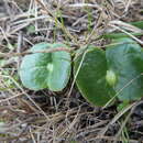 Image of whitewhorl lupine