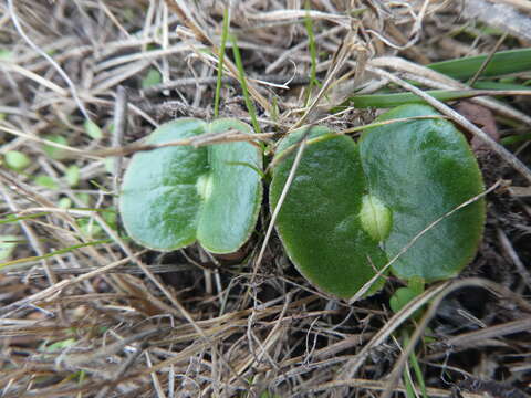 Imagem de Lupinus densiflorus subsp. densiflorus