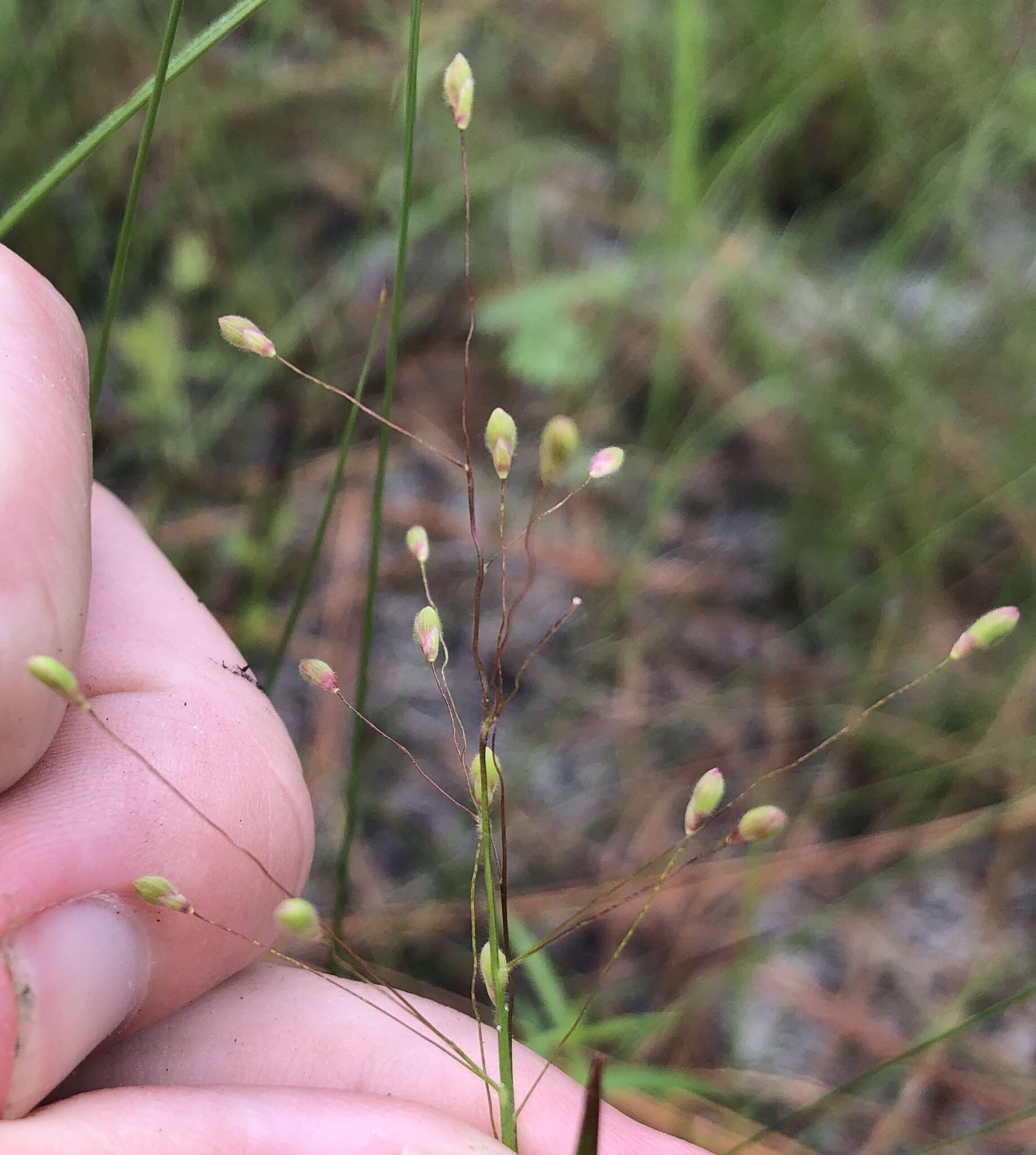 Panicum malacon Nash resmi