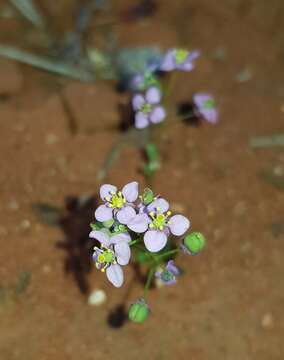 Imagem de Menkea sphaerocarpa F. Muell.