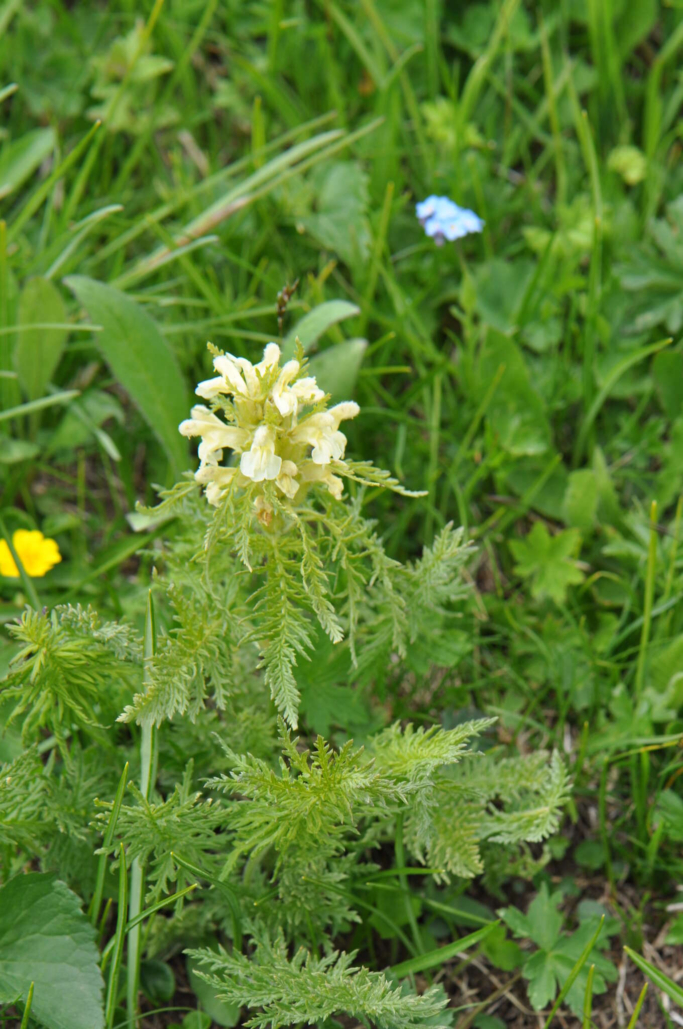 Imagem de Pedicularis foliosa L.