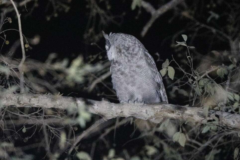 Image of Greyish Eagle-Owl