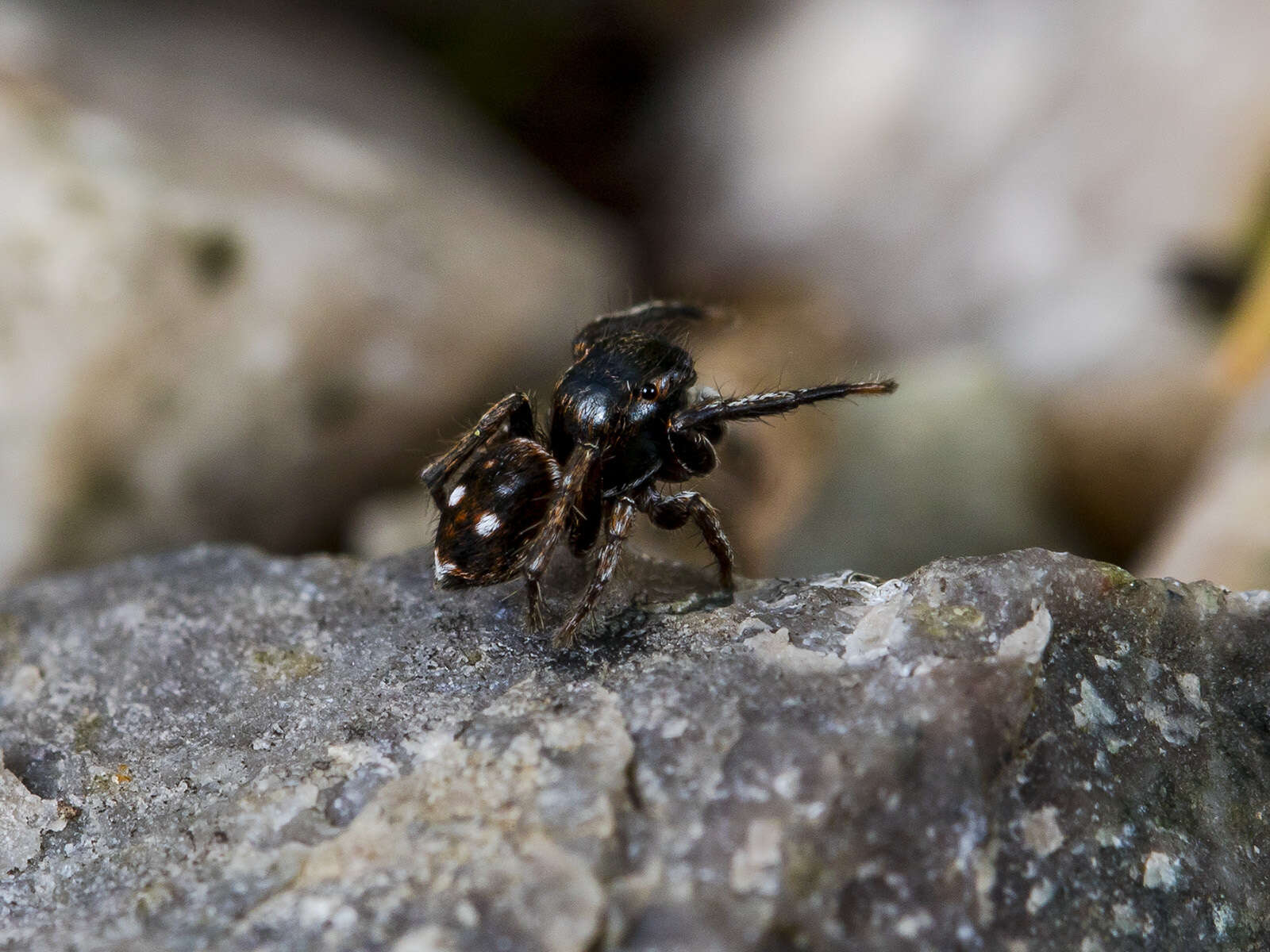 Image of Attulus mirandus (Logunov 1993)