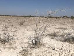 Image de Vachellia nebrownii (Burtt Davy) Seigler & Ebinger