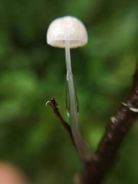 Image of Dripping bonnet