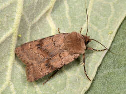 Image of light feathered rustic